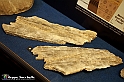VBS_9083 - Museo Paleontologico - Asti